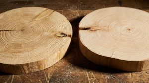 oak versus beech hardness